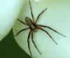 Philodromus sp.